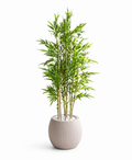 Nomad Bamboo